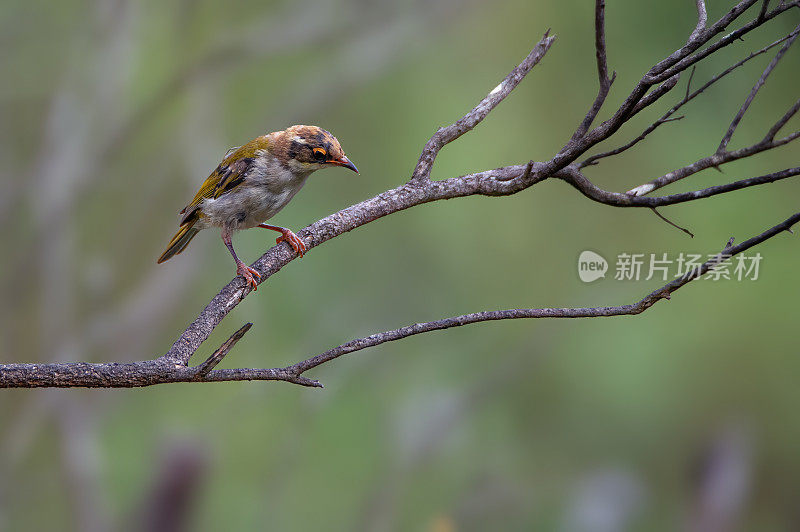 白颈蜜蛉(Melithreptus lunatus)